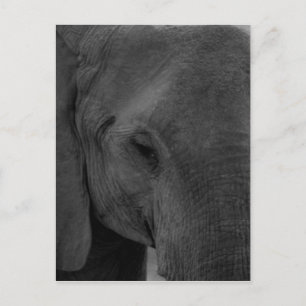 Postal elefante bebé