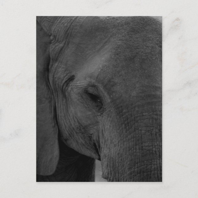 Postal elefante bebé (Anverso)