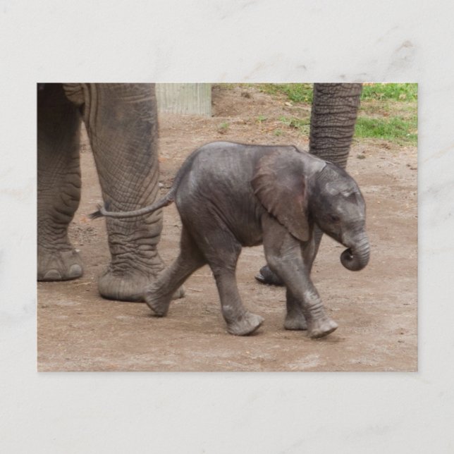 Postal Elefante bebé (Anverso)