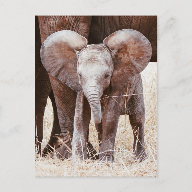 Postal Elefante bebé cute elefante africano con mamá (Anverso)