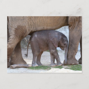 Postal Elefante Bebé Escondido Bajo La Madre