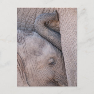 Postal Elefante bebé se abraza