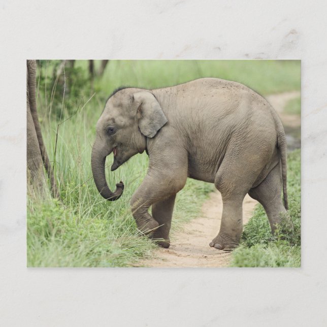 Postal Elefante bebé siguiendo a la madre, Corbett (Anverso)