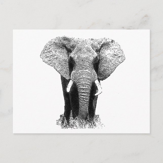 Postal Elefante blanco y negro (Anverso)