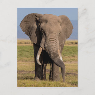 Postal Elefante Buscando