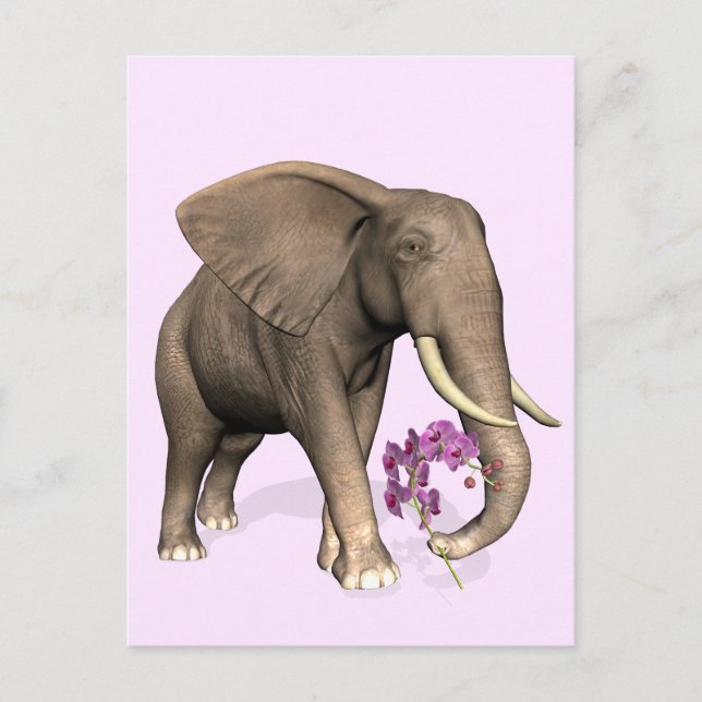 Postal Elefante Con Orquídea Rosa (Anverso)