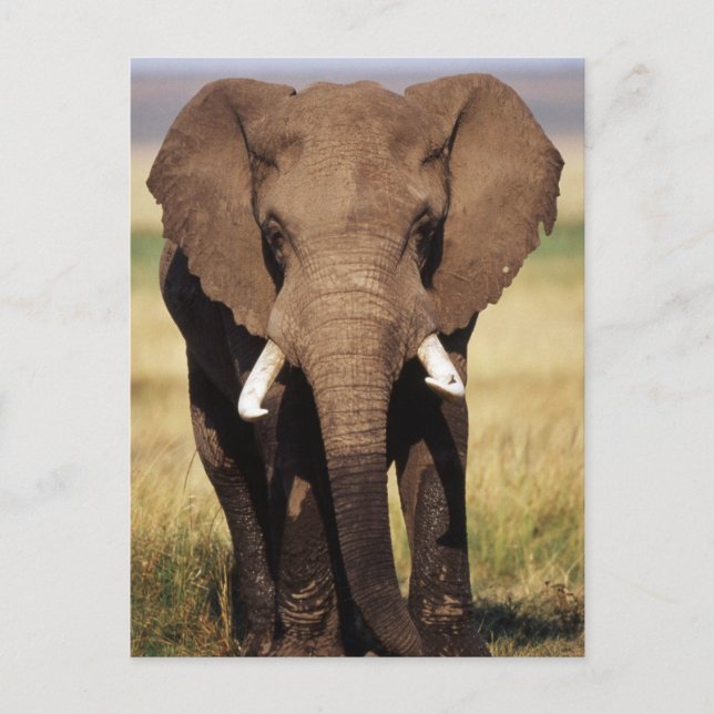 Postal Elefante de Bush africano (Anverso)