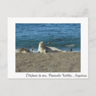 Postal Elefante de mar