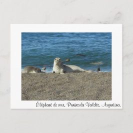 Postal Elefante de mar