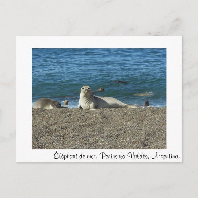 Postal Elefante de mar (Anverso)