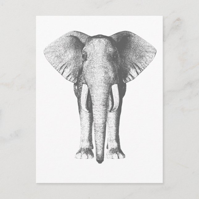 Postal Elefante en blanco y negro (Anverso)