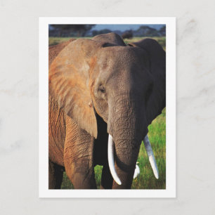 Postal Elefante en el Parque Nacional Amboseli, Kenia