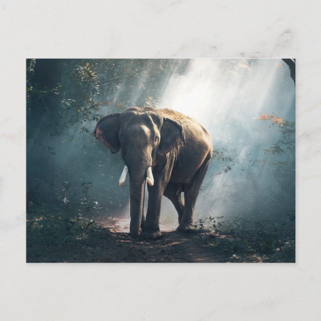 Postal Elefante en la jungla (Anverso)