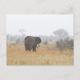 Postal Elefante en la mañana temprano niebla, Kruger Nati