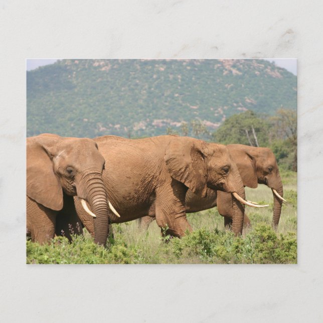 Postal Elefante en la sabana, Samburu, Kenia, África (Anverso)