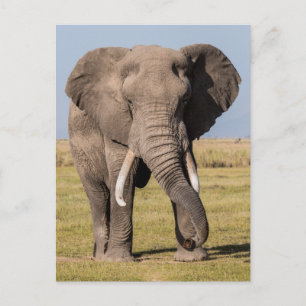 Postal Elefante en una Pose Agresiva