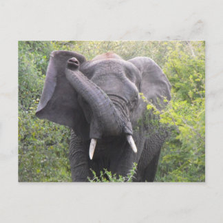 Postal Elefante enojado