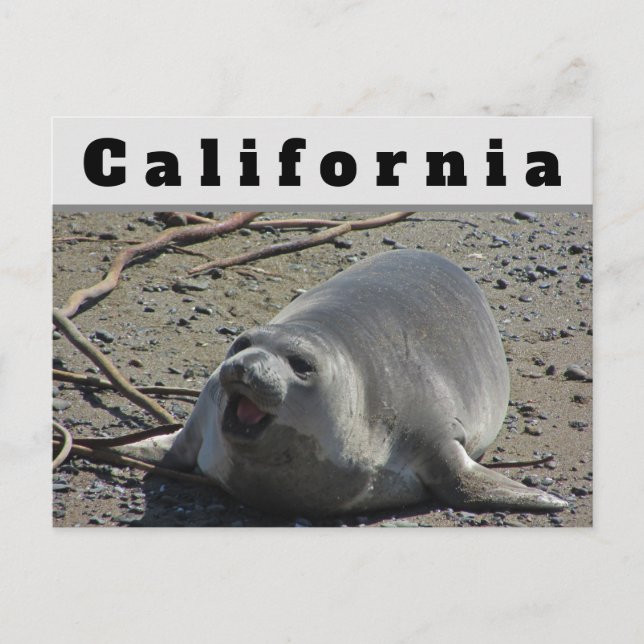 Postal Elefante femenino de California (Anverso)
