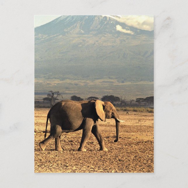 Postal Elefante frente al Kilimanjaro (Anverso)