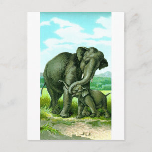 Postal Elefante indio
