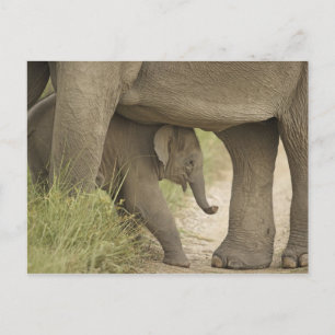 Postal Elefante indio / asiático y cría, Corbett