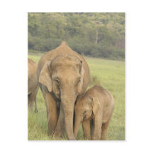 Elefante indio / asiático y cría, Corbett