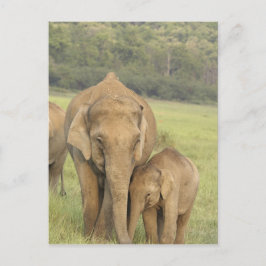 Postal Elefante indio / asiático y cría, Corbett