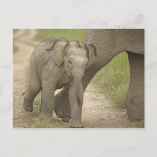 Postal Elefante indio / asiático y cría, Corbett 2