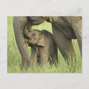 Postal Elefante indio / asiático y cría, Corbett 2