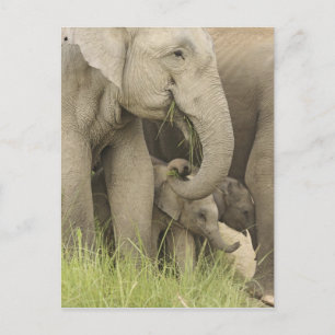 Postal Elefante indio / asiático y cría, Corbett 3