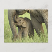 Elefante indio/asiático y joven Corbett 2