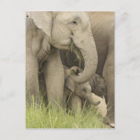 Elefante indio/asiático y joven Corbett 3