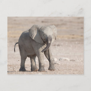 Postal Elefante joven juguetón
