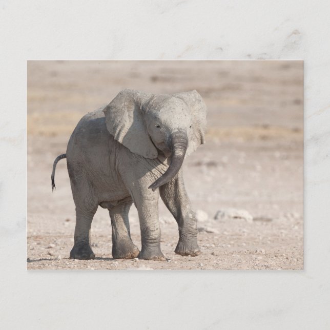 Postal Elefante joven juguetón (Anverso)
