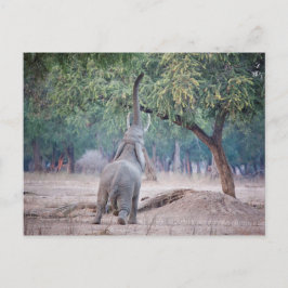 Postal Elefante llegando al árbol de Acacia