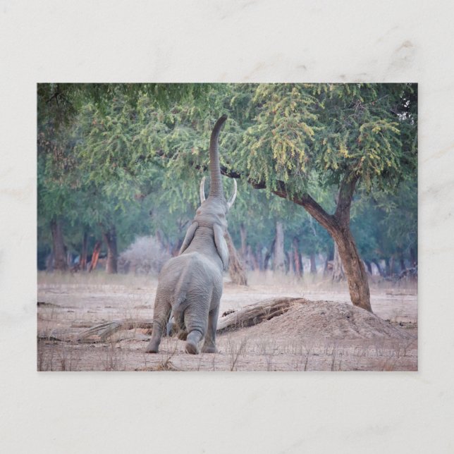 Postal Elefante llegando al árbol de Acacia (Anverso)