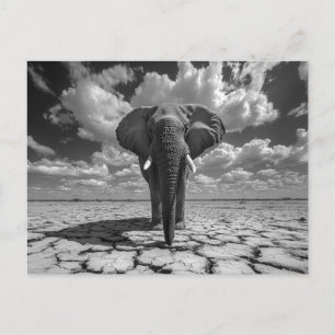 Postal Elefante negro y blanco