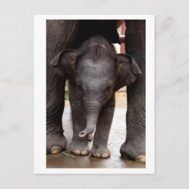 Postal Elefante para Bebé Asiático
