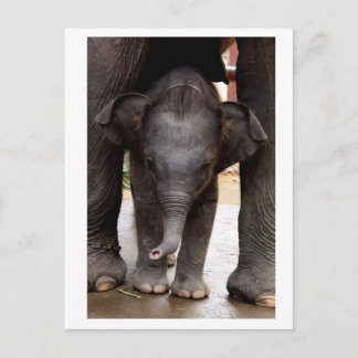 Postal Elefante para Bebé Asiático