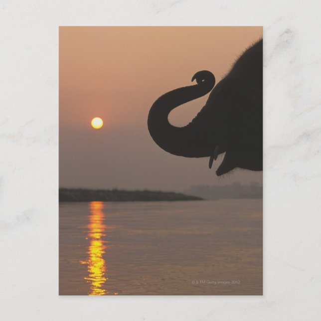 Postal Elefante, Parque Nacional de Chitwan, Nepal (Anverso)