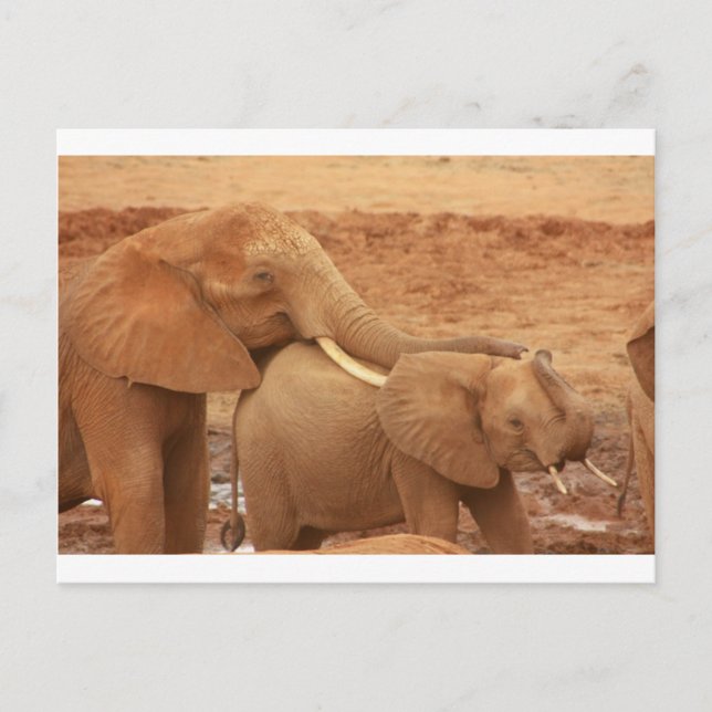 Postal elefante personalizado personalizable cumpleaños a (Anverso)