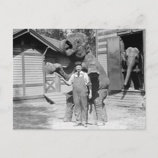 Postal Elefante realiza un truco, 1915 (Anverso)