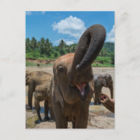Elefante Sri Lanka