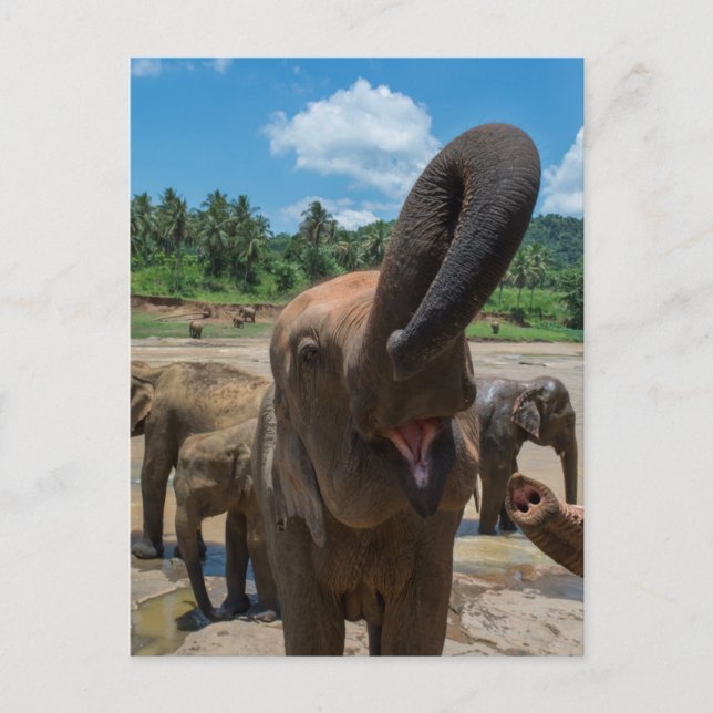 Postal Elefante Sri Lanka (Anverso)