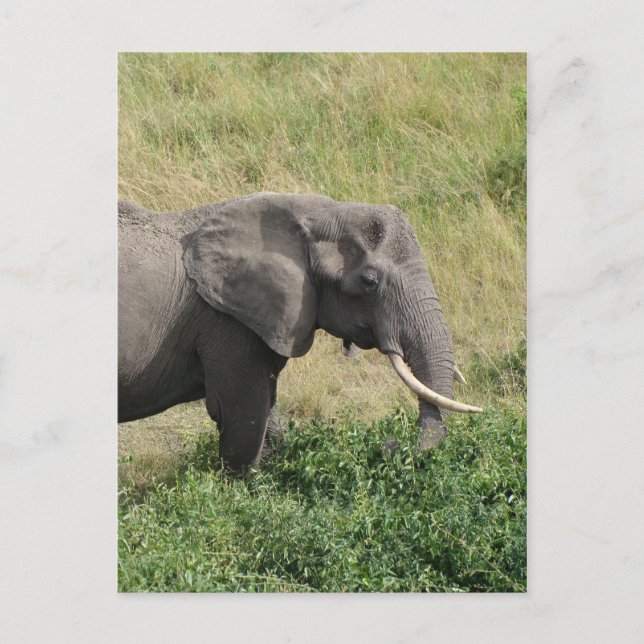 Postal Elefante-Uganda-África-2 (Anverso)