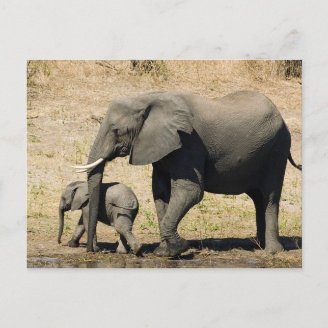 Postal Elefante y madre del bebé (Anverso)