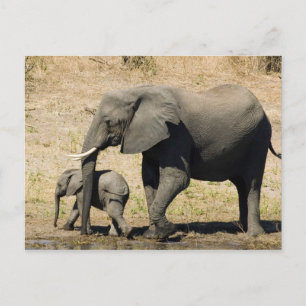 Postal Elefante y madre del bebé