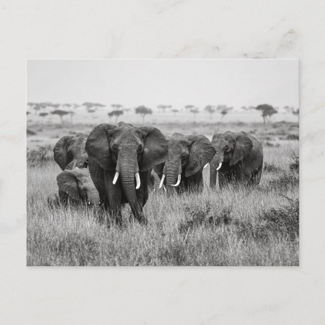 Postal Elefanten in der Masai Mara Postkarte (Anverso)