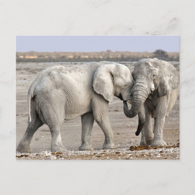 Postal Elefantes (Anverso)