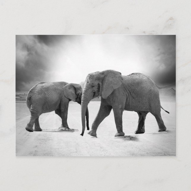 Postal Elefantes africanos (Anverso)